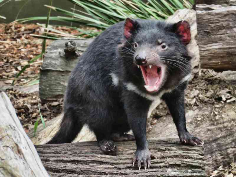 tasmanian devil - mammals with detailed facts including diet, lifespan, weight and habitat information